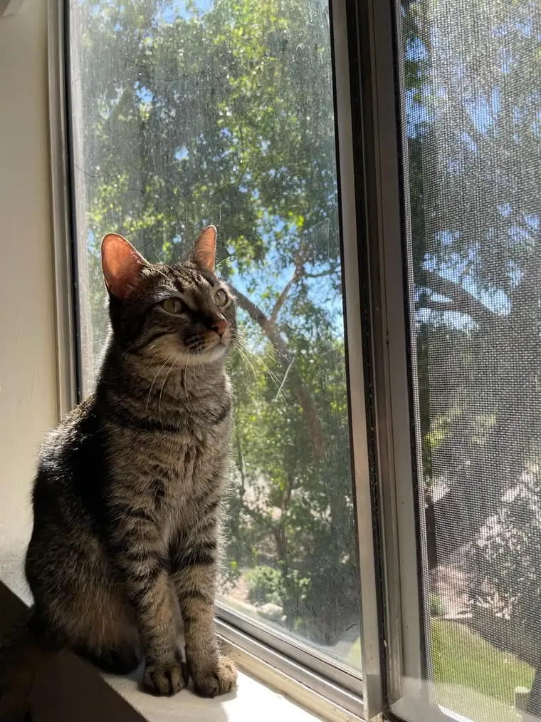 A tabby cat sitting on a sunny windowsill